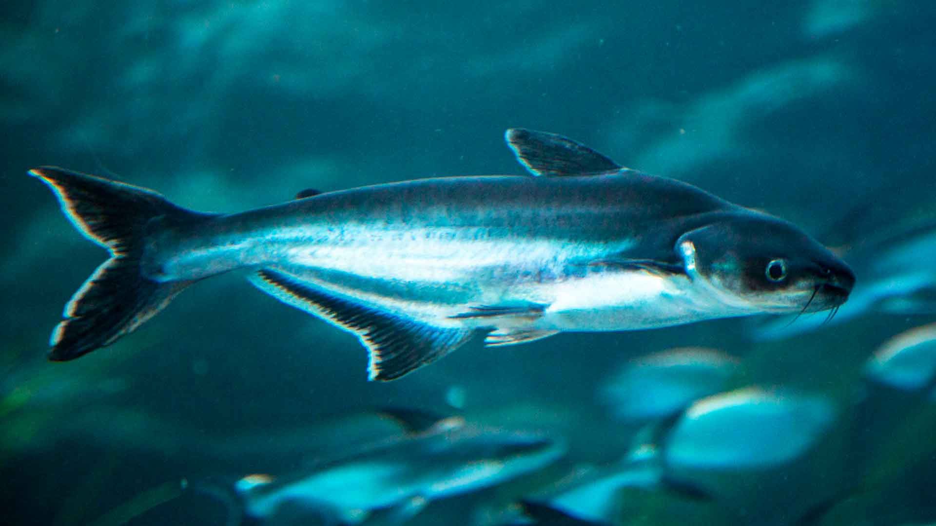 Tiburón de Sutchi