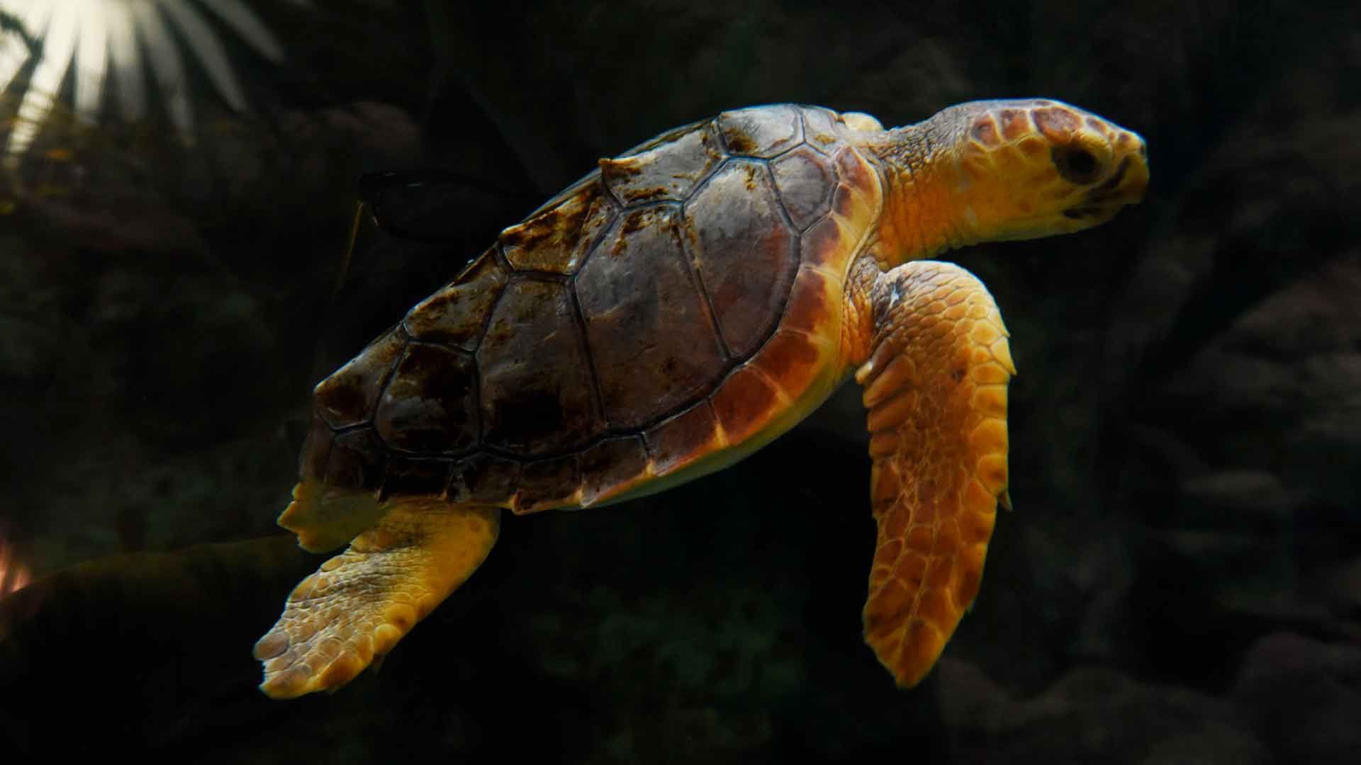 Tortuga Boba