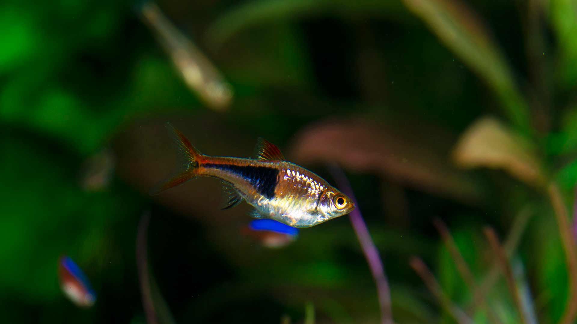 Pez Arlequin