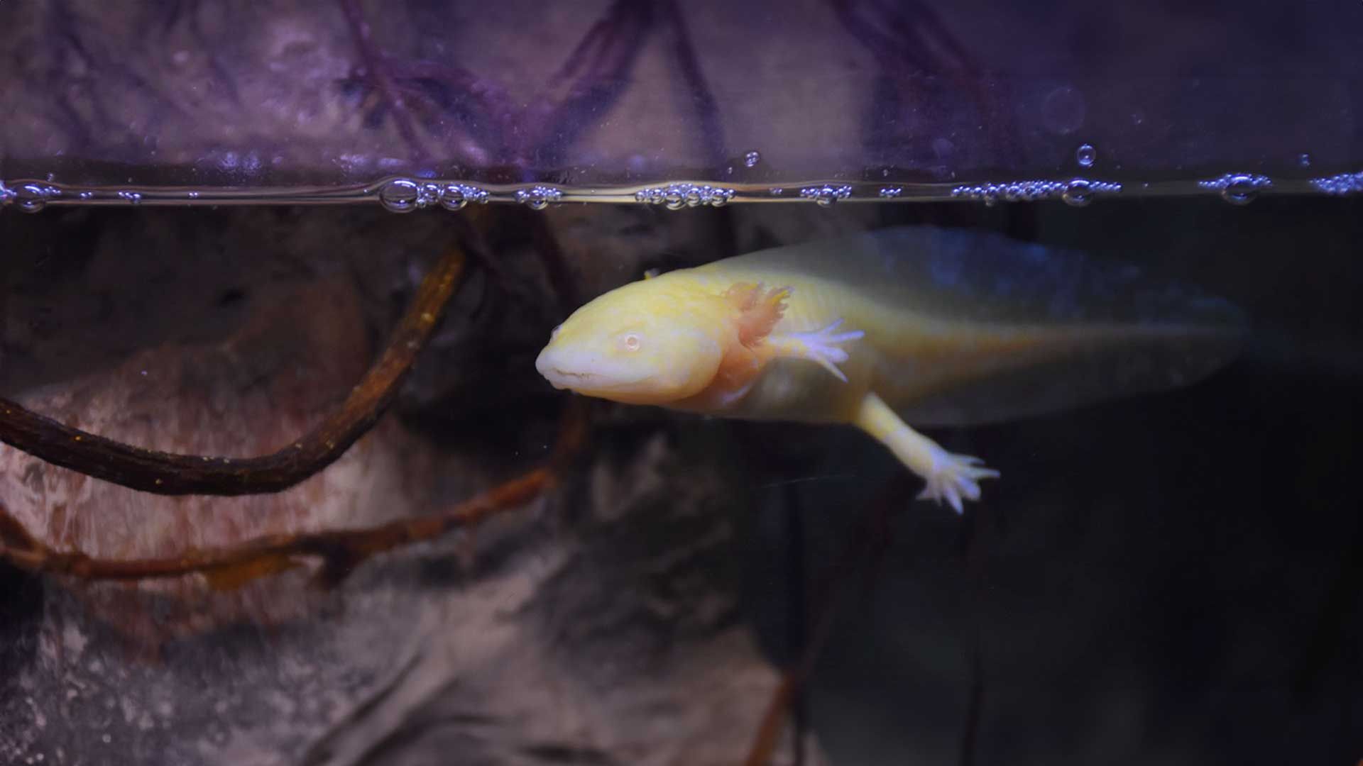 Axolote