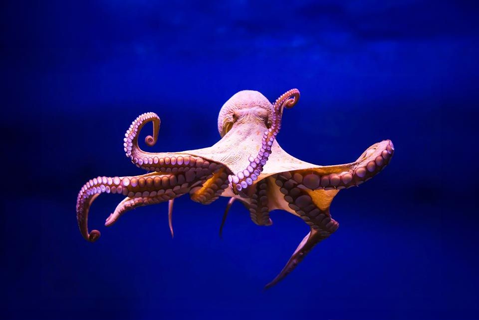Pulpos Poema del Mar Acuario
