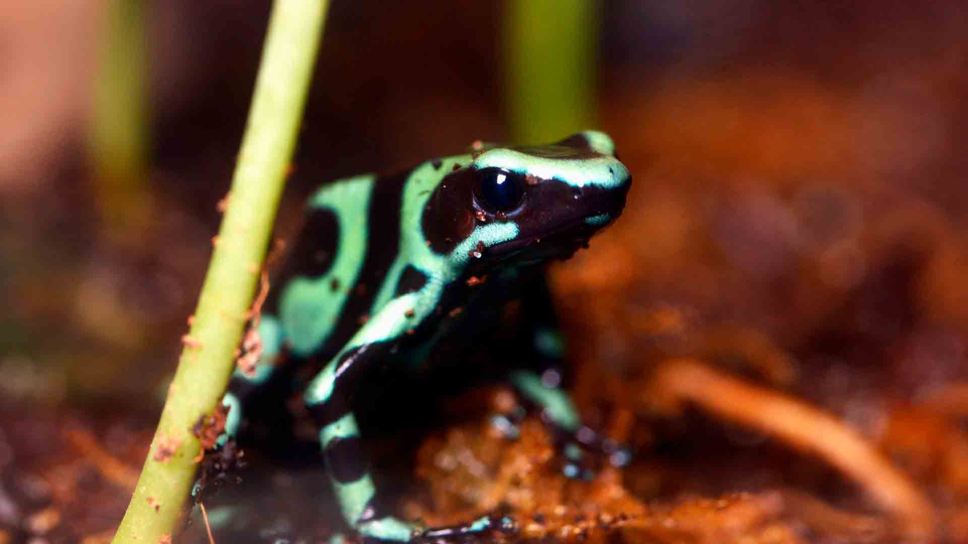 Rana Flecha Verde y Negra