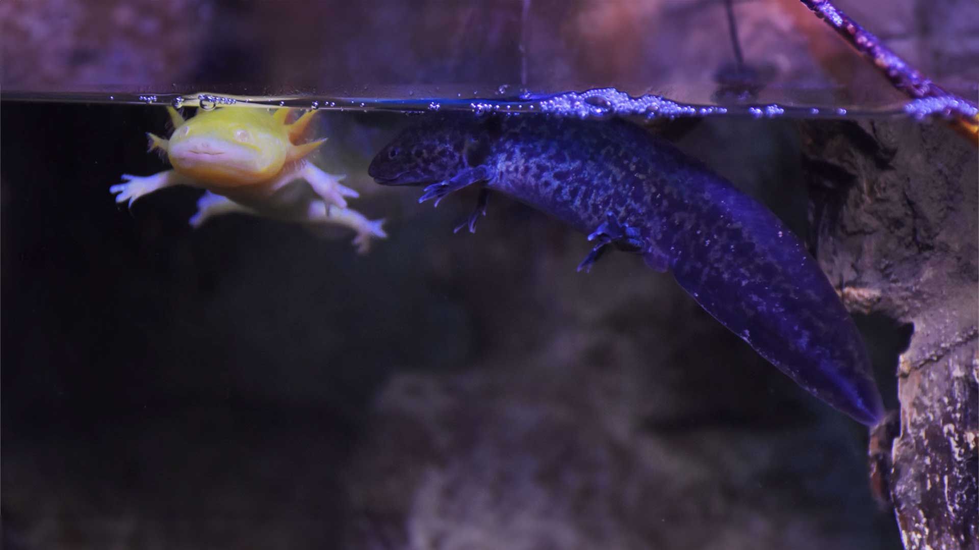 Axolote