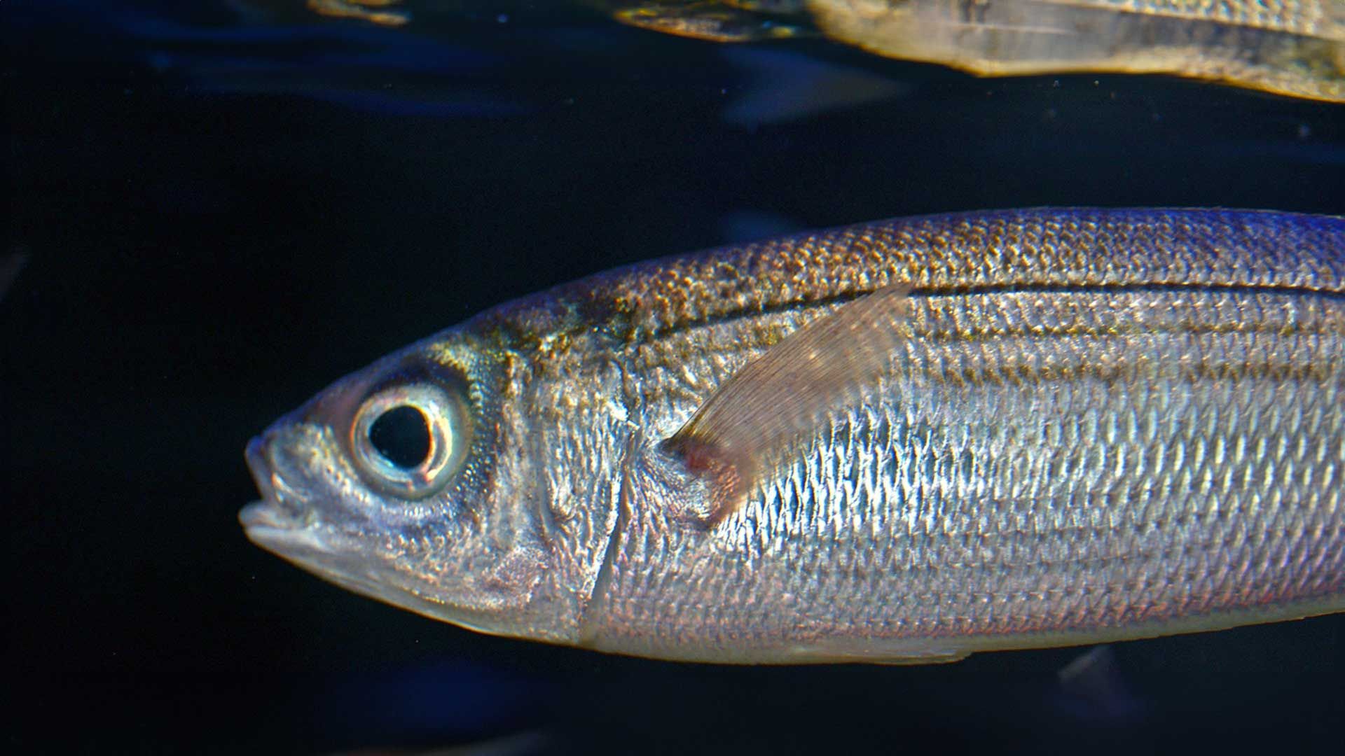 Boga