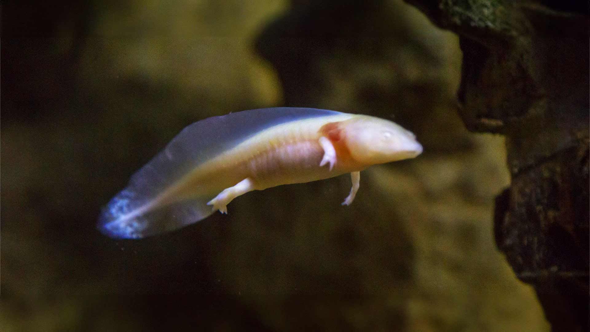 Axolote