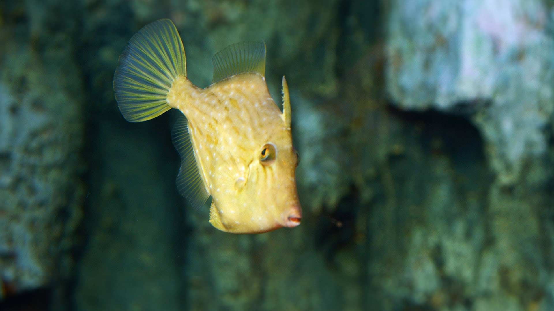 Gallito