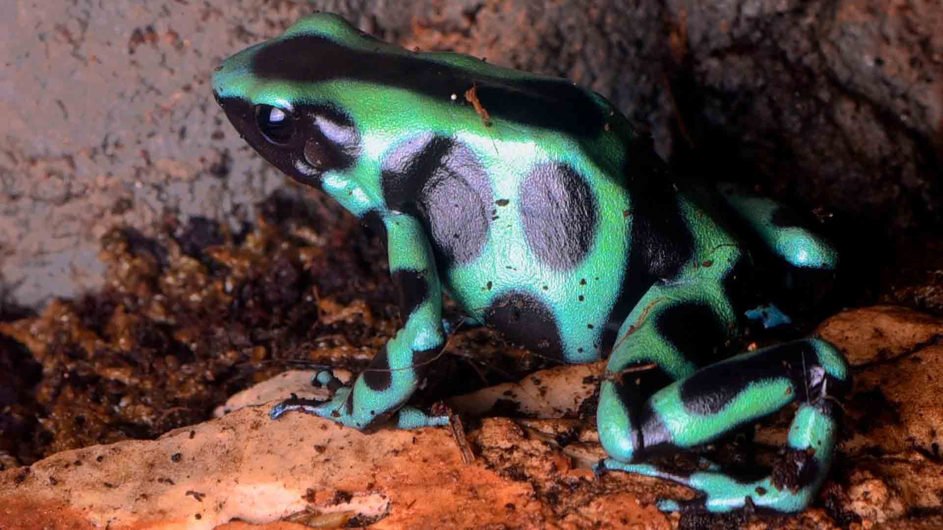 Rana Flecha Verde y Negra