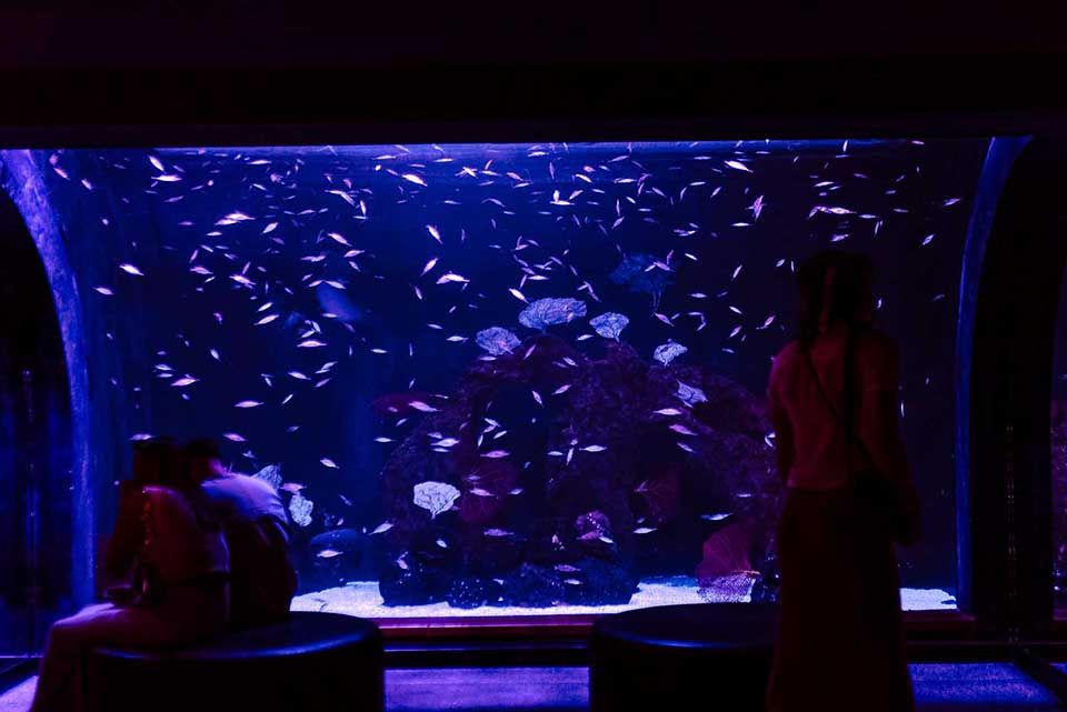 Banco de peces Poema del Mar Acuario