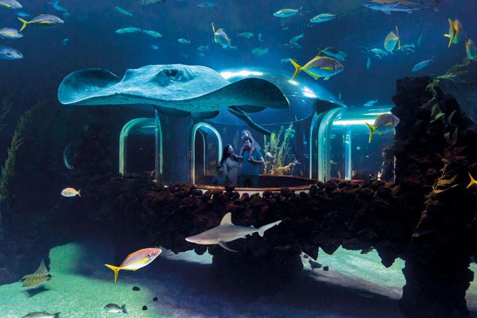 Deep Ocean Zone Deep Ocean Zone Poema del Mar Aquarium Gran Canaria