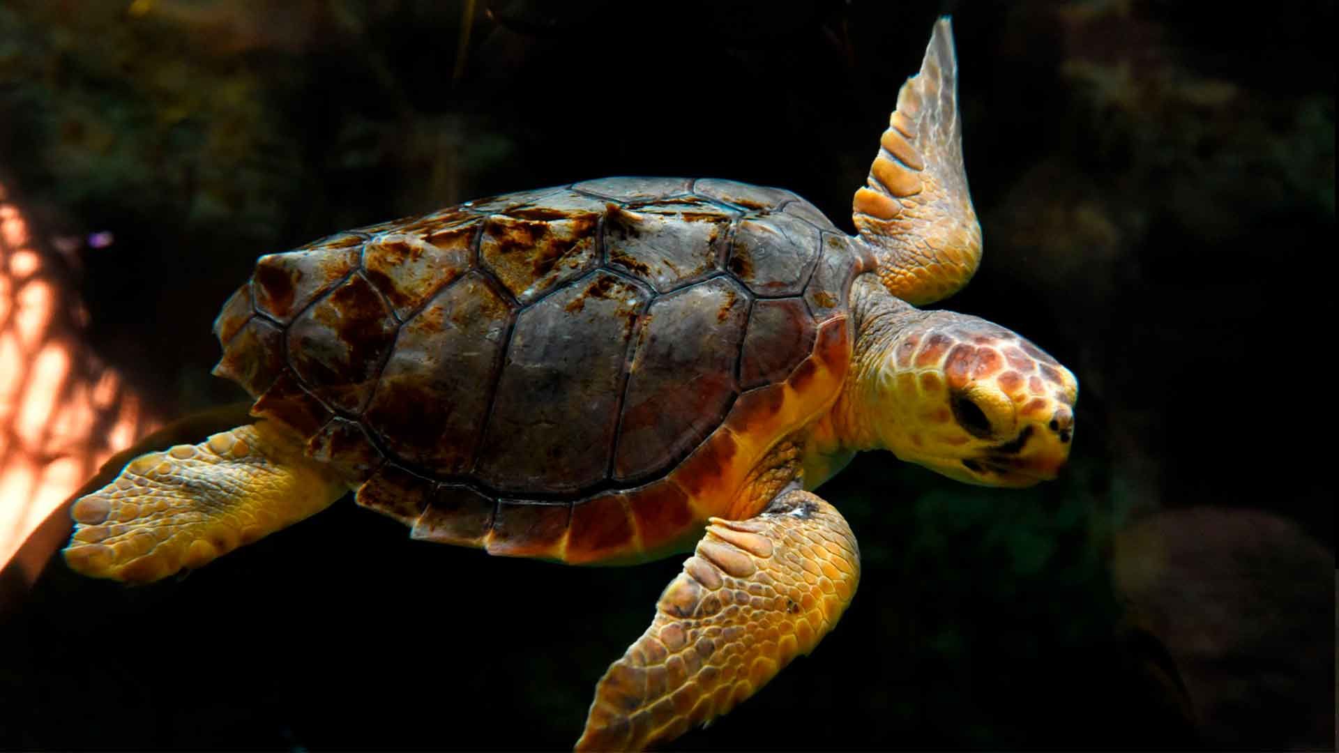 Tortuga Boba
