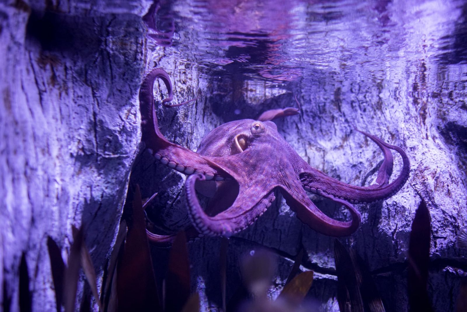 Common octopus (Octopus vulgaris)