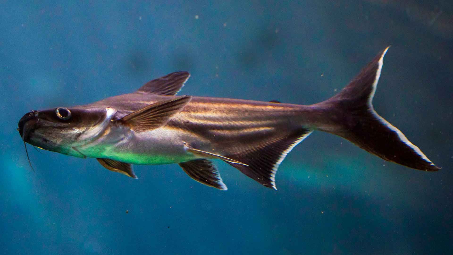 Tiburón de Sutchi