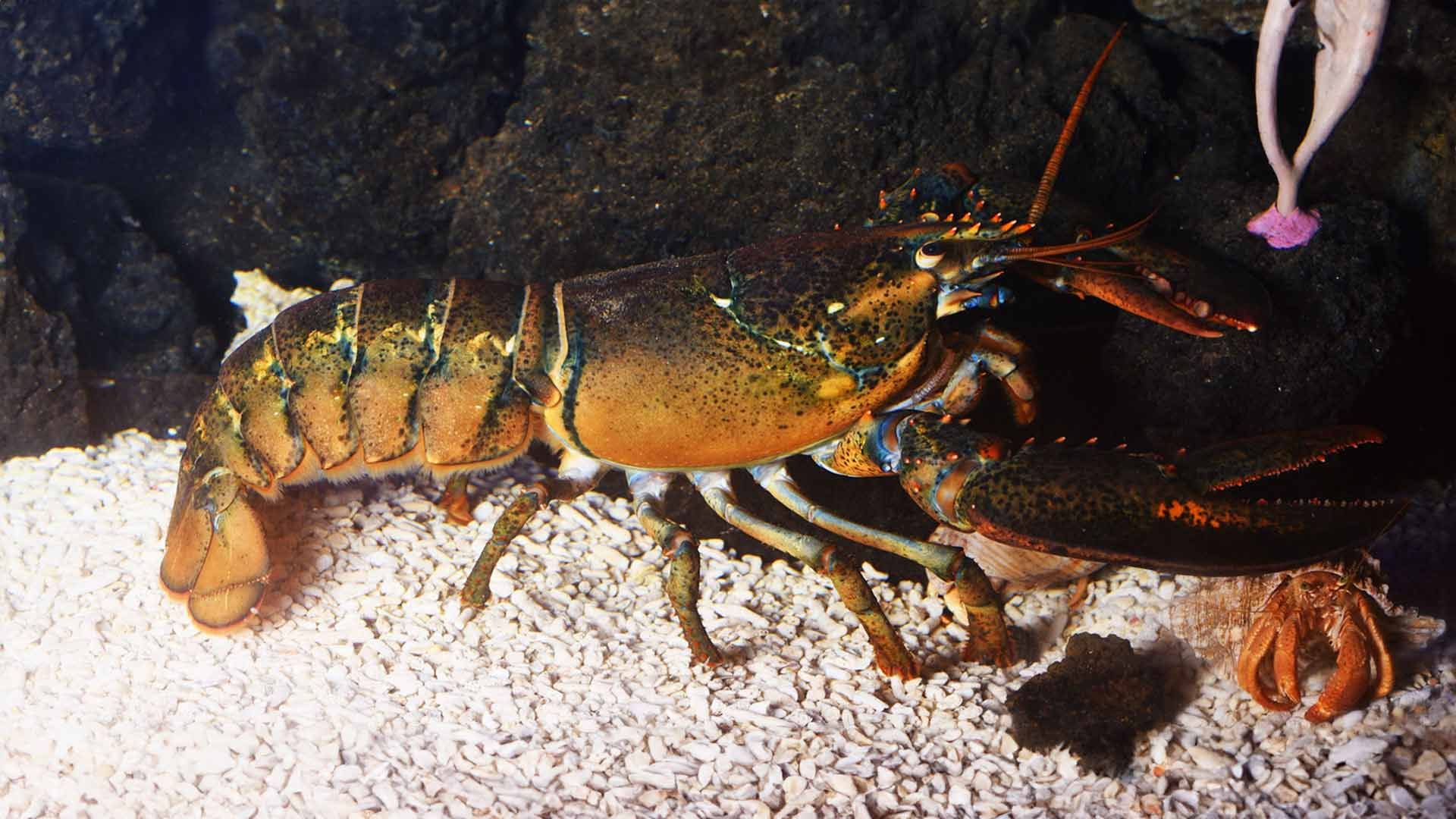 Bogavante