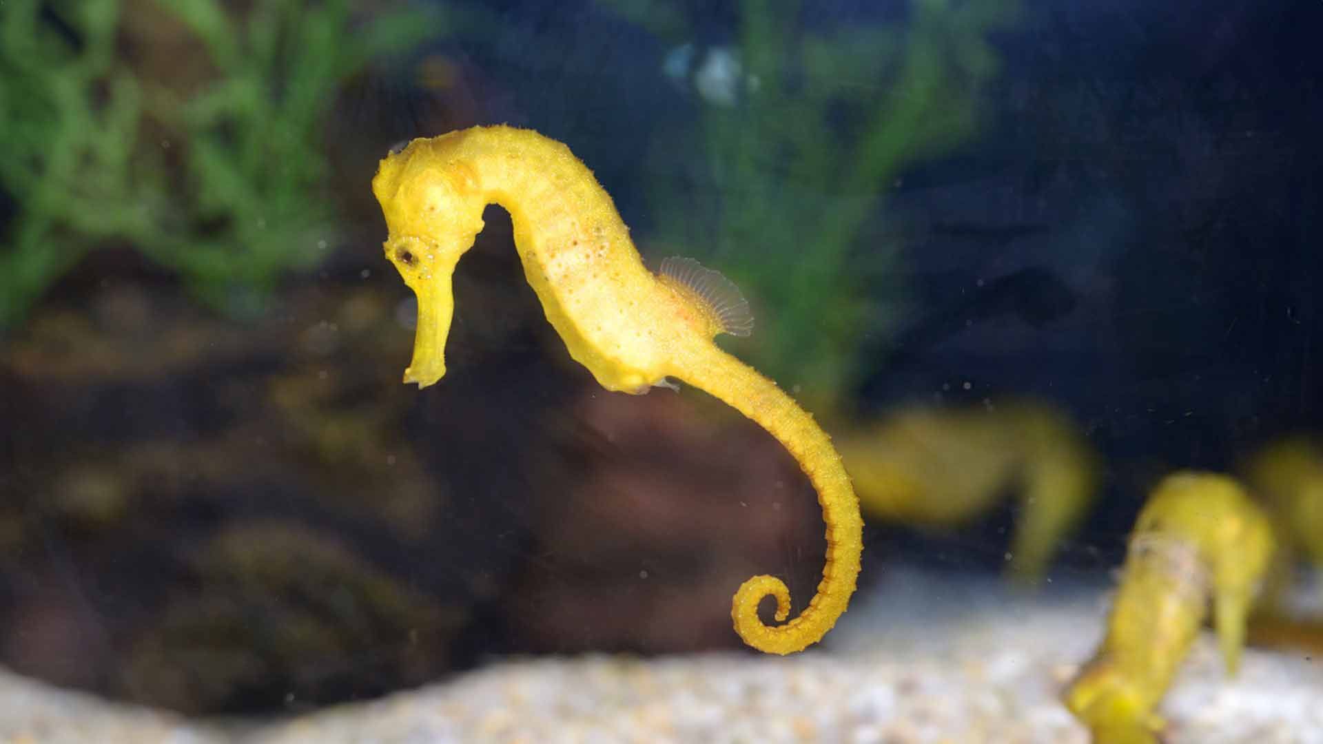 Caballito de Mar (Reidi)