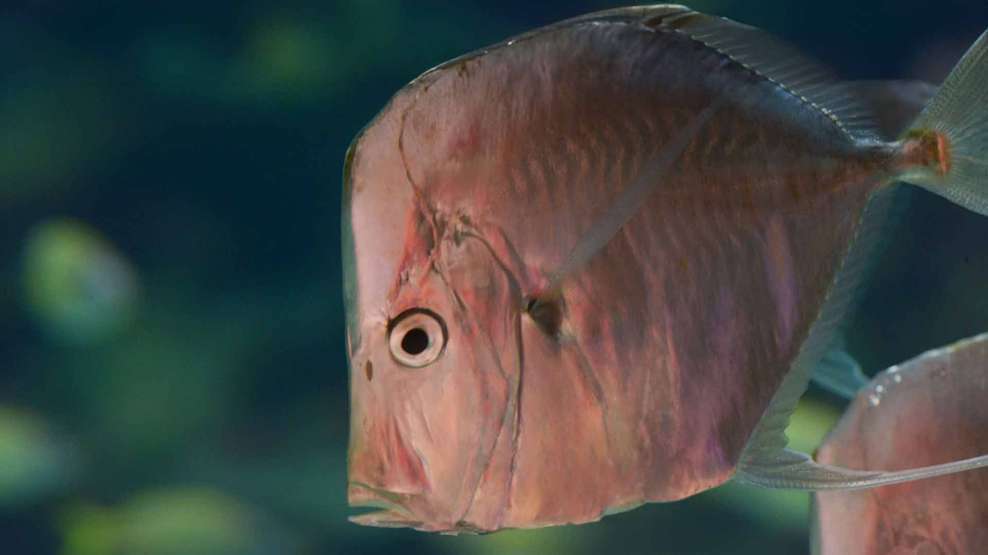 Jorobado de Penacho