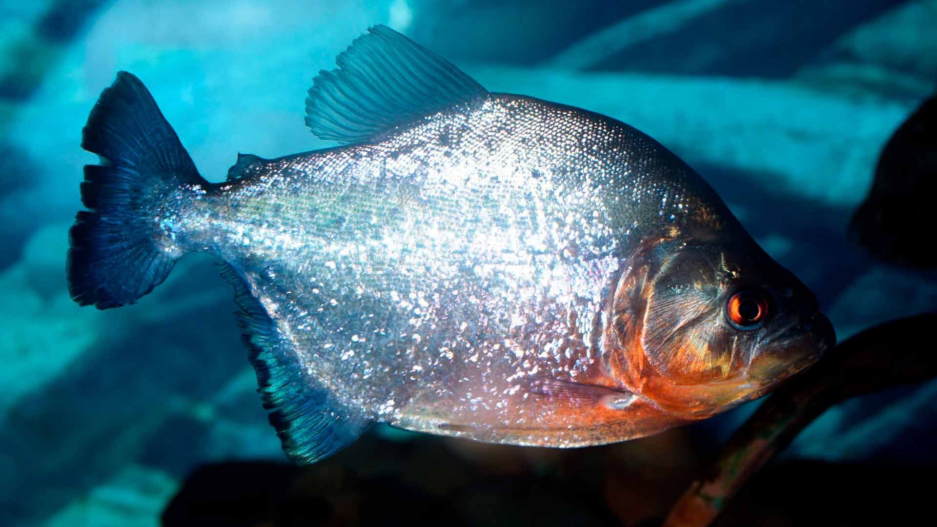 Piraña Negra