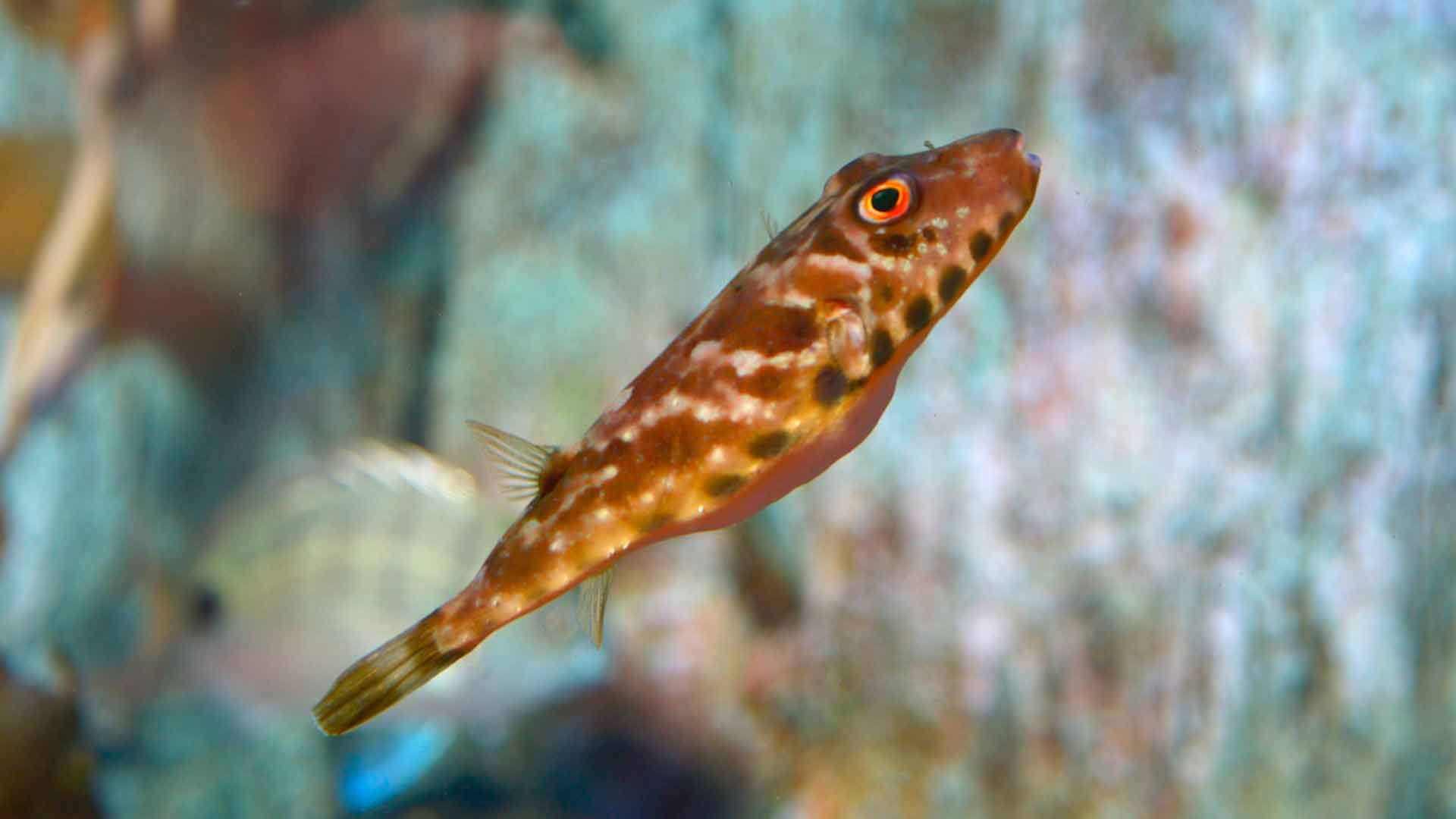 Tamboril de Guinea
