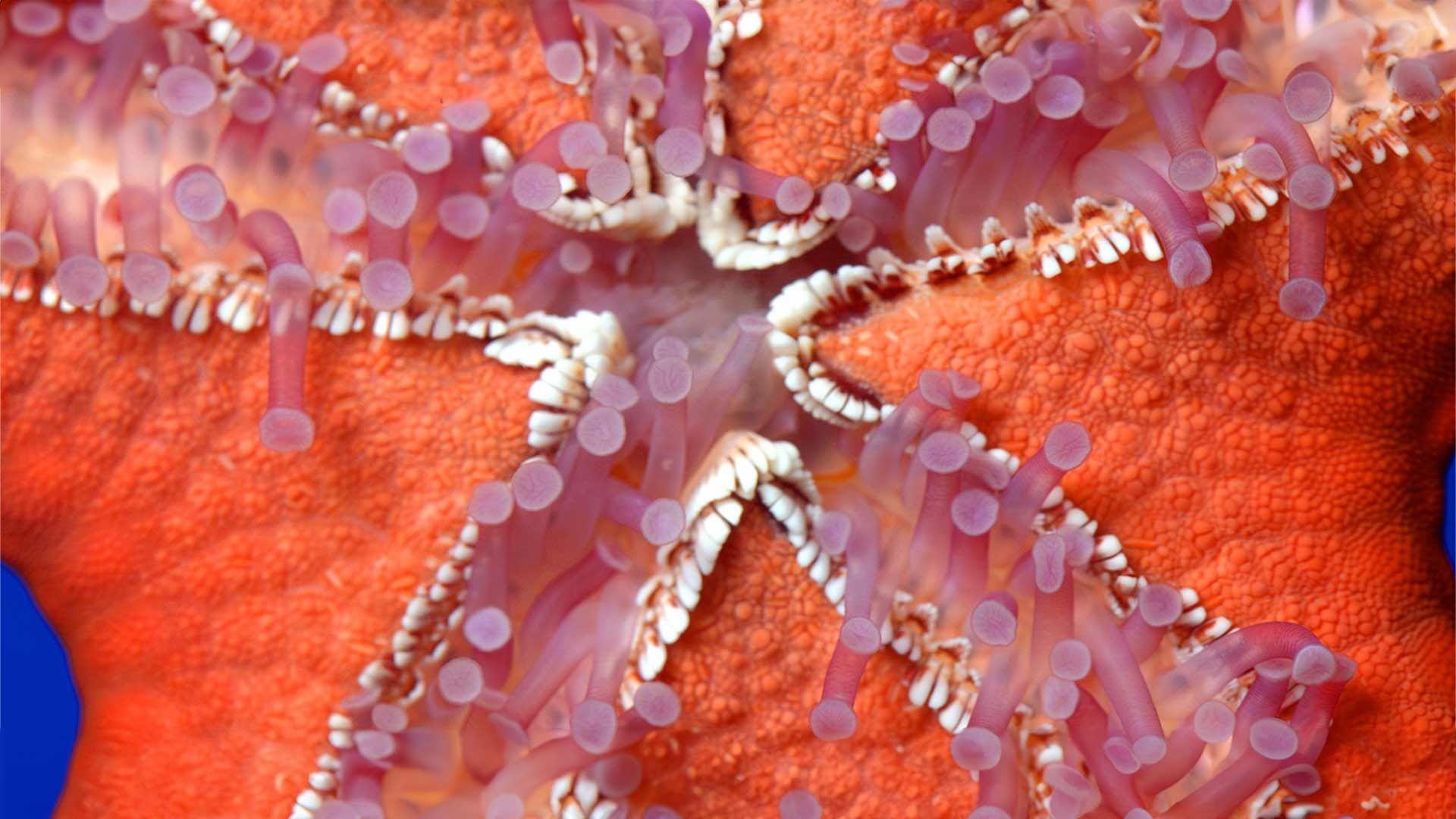 Estrella de Mar de Espinas Rojas