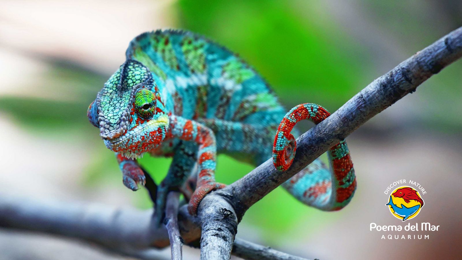 Camaleón Pantera de Madagascar