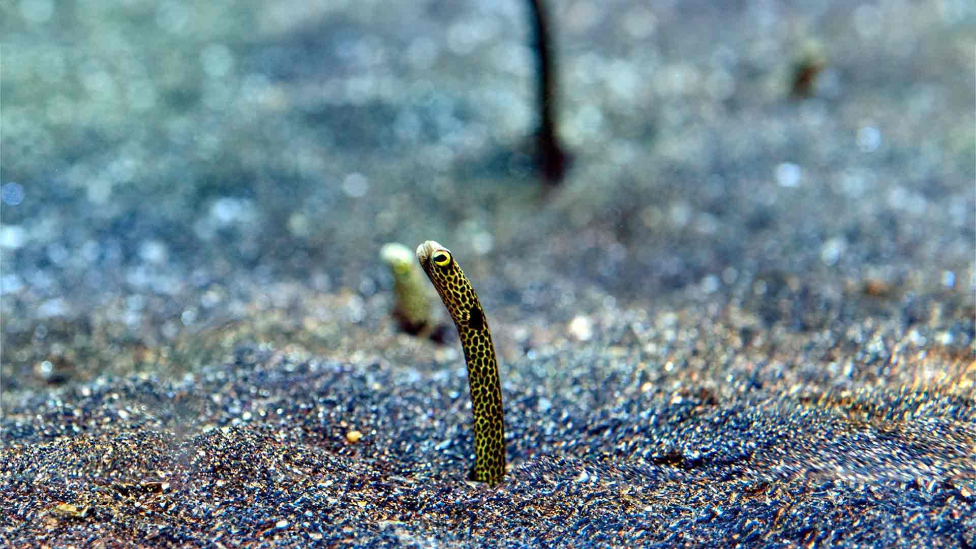 Anguila Jardinera