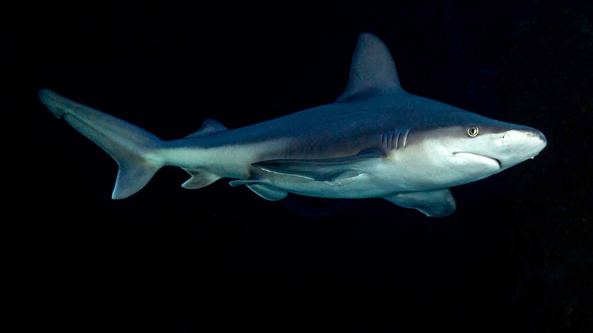 Tiburón Toro Leucas
