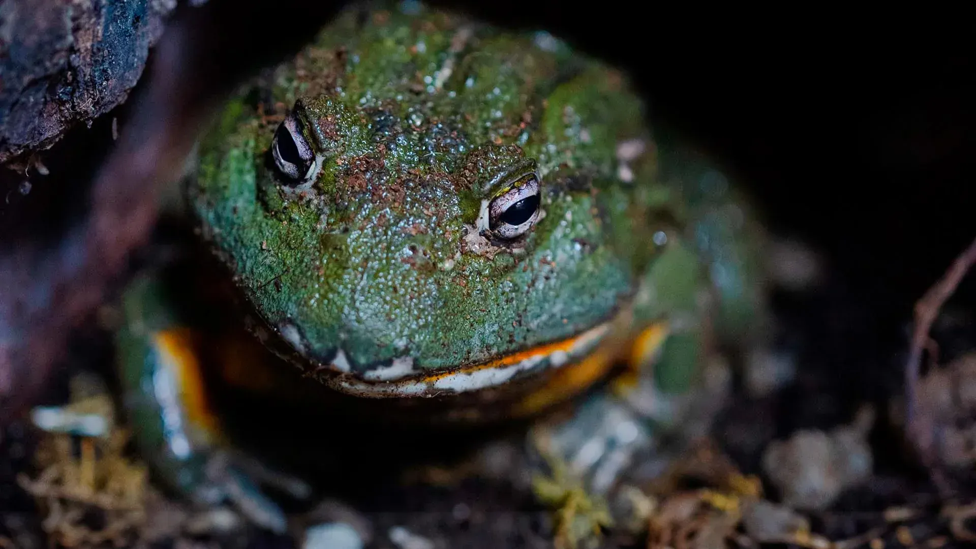 Bullfrog