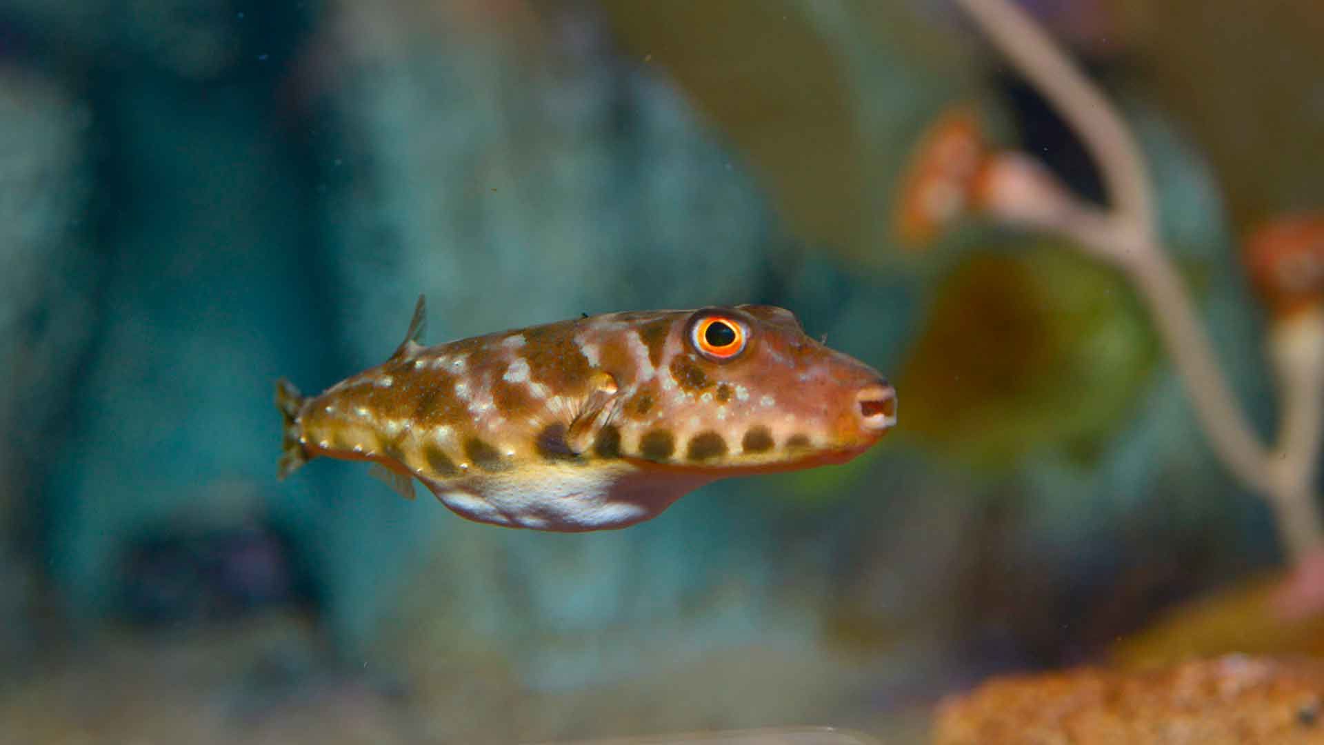 Tamboril de Guinea