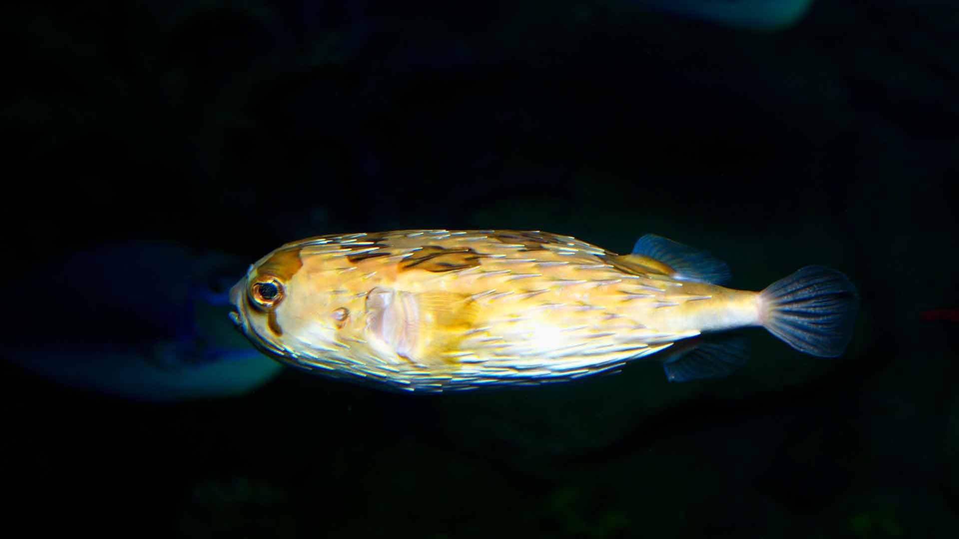 Pez Erizo Mapache