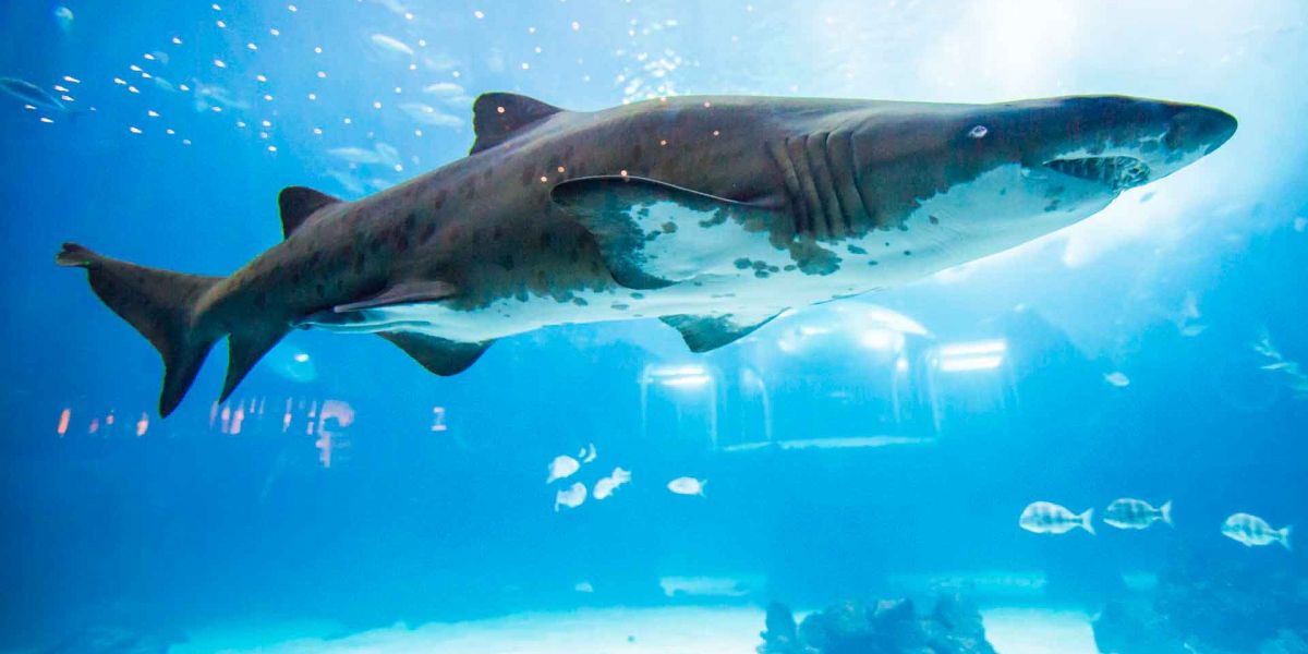 Tiburón tigre canarias