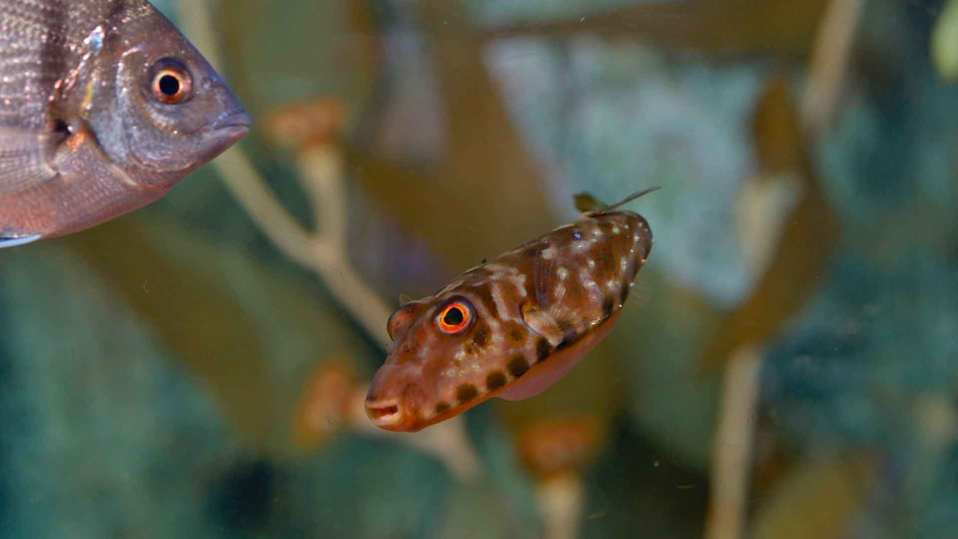 Tamboril de Guinea