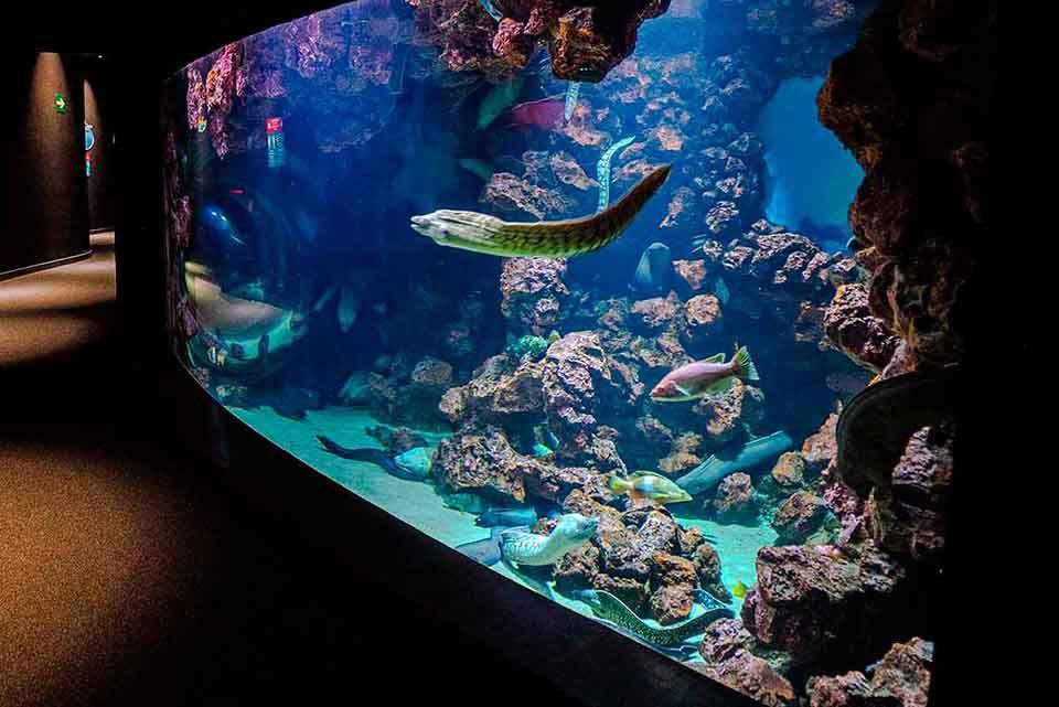 Veril Poema del Mar Acuario