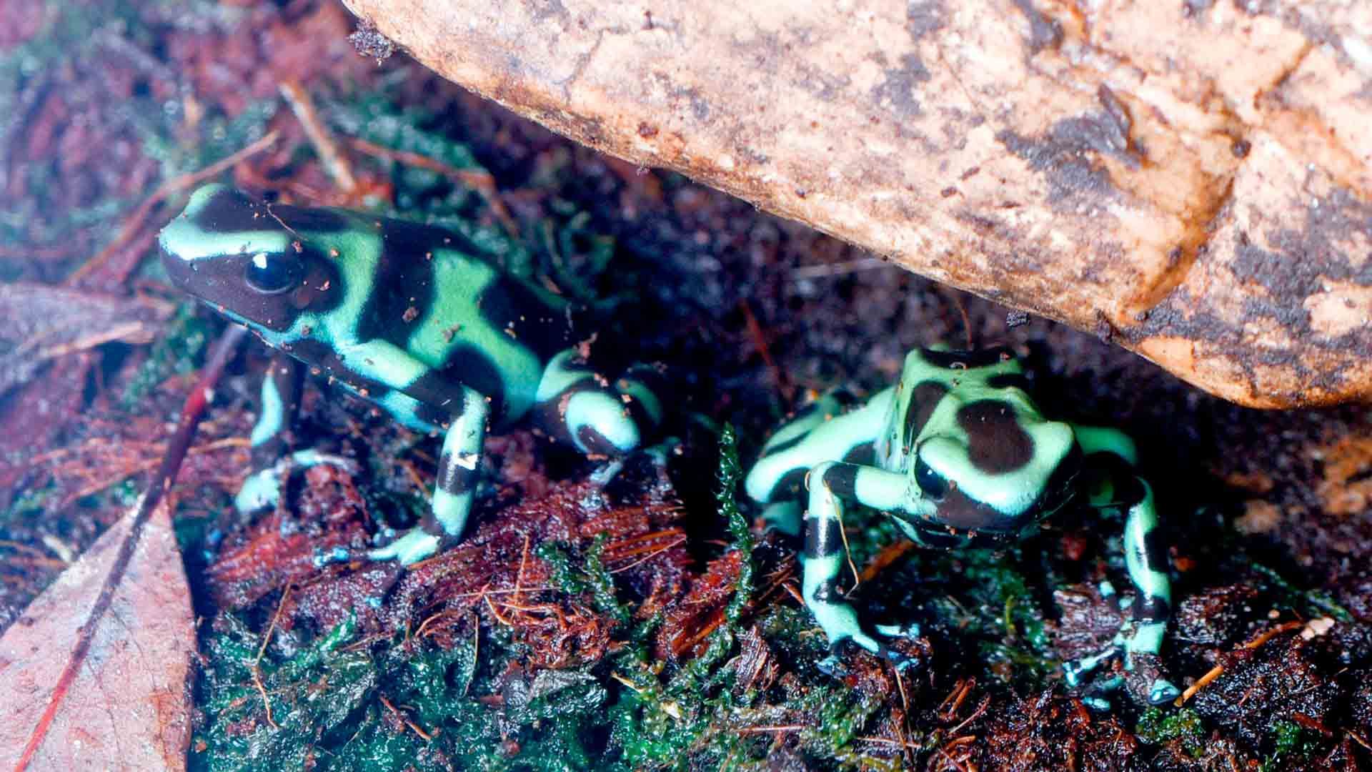 Rana Flecha Verde y Negra