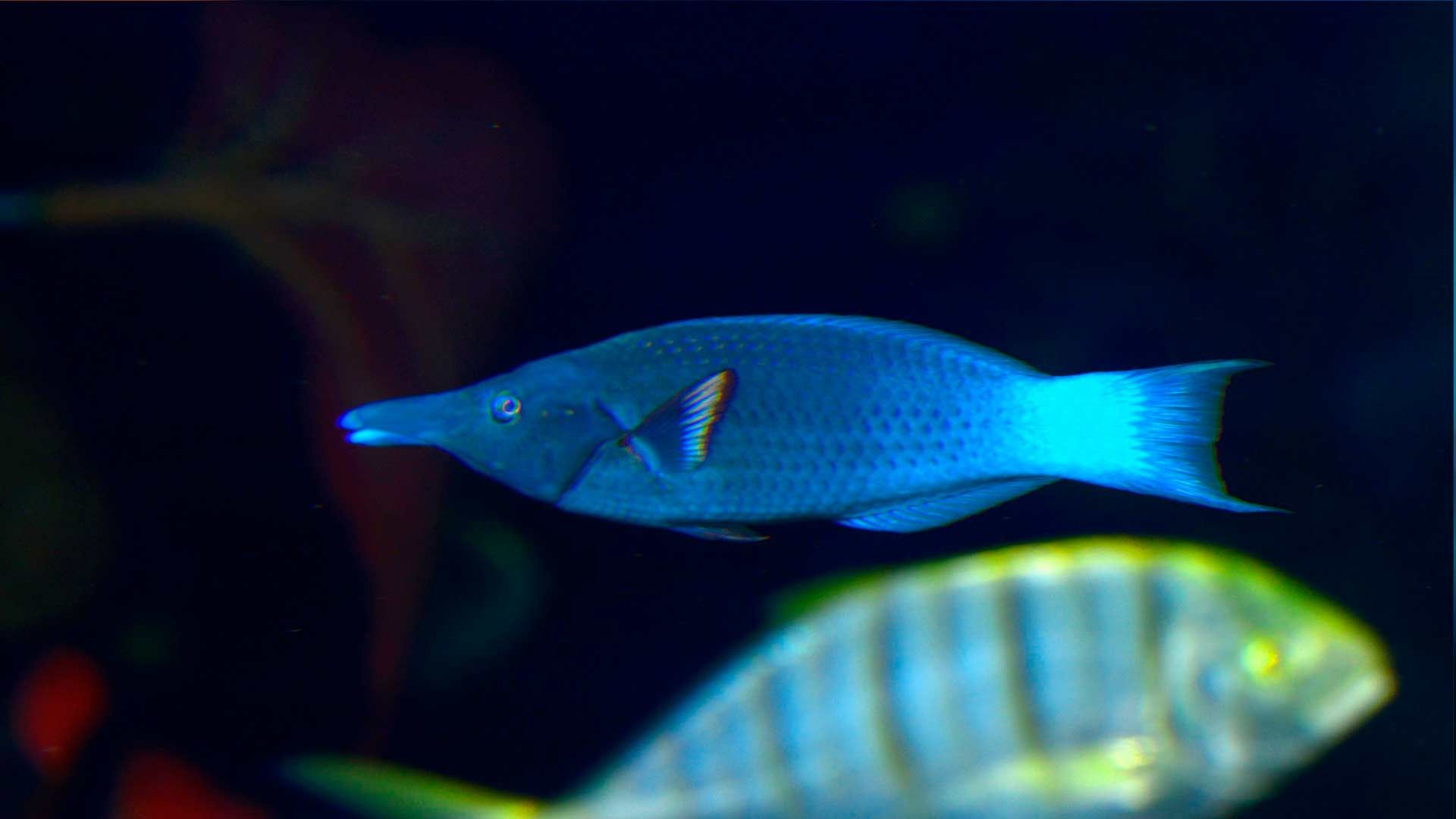 Vieja Trompetera