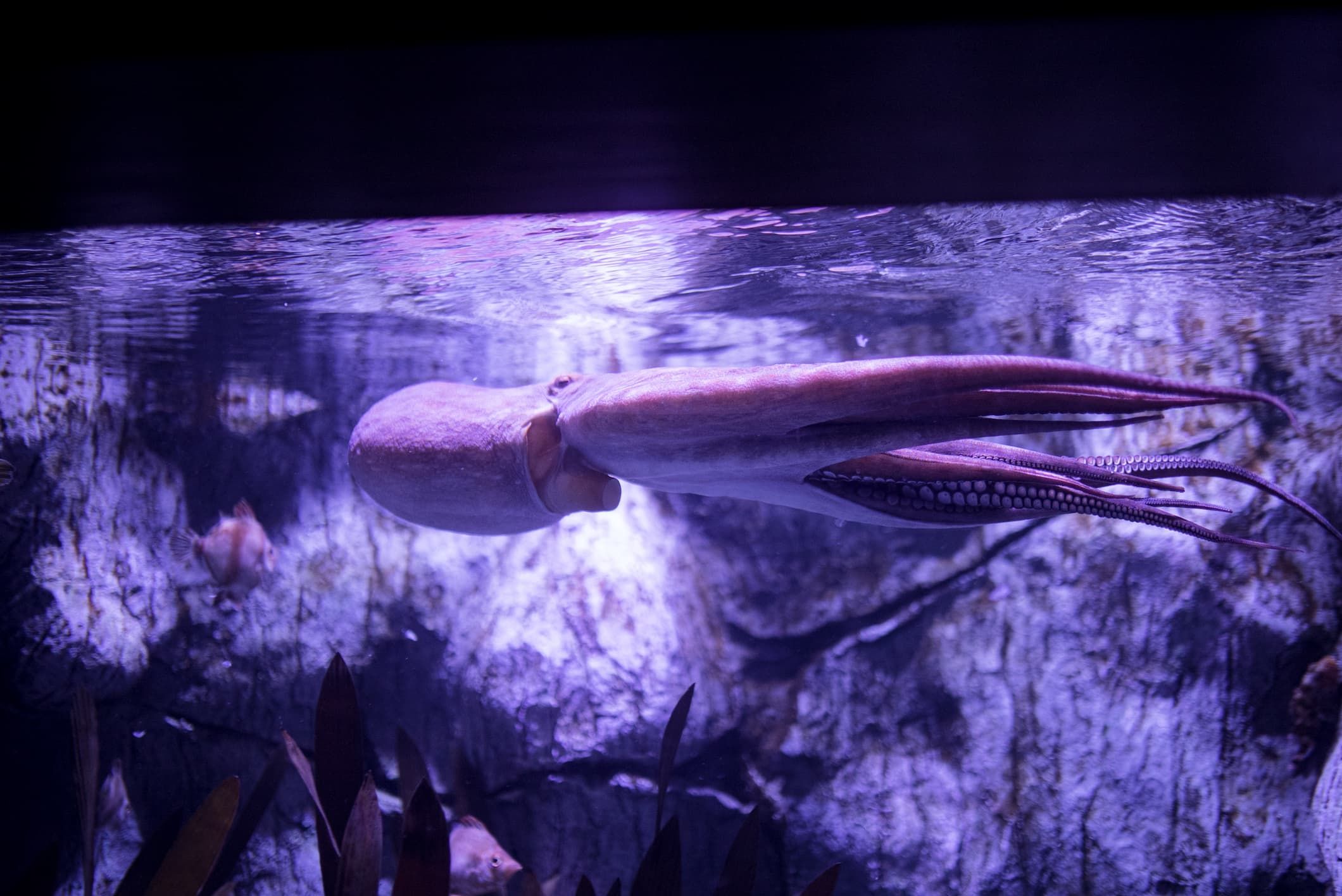 Common octopus (Octopus vulgaris)