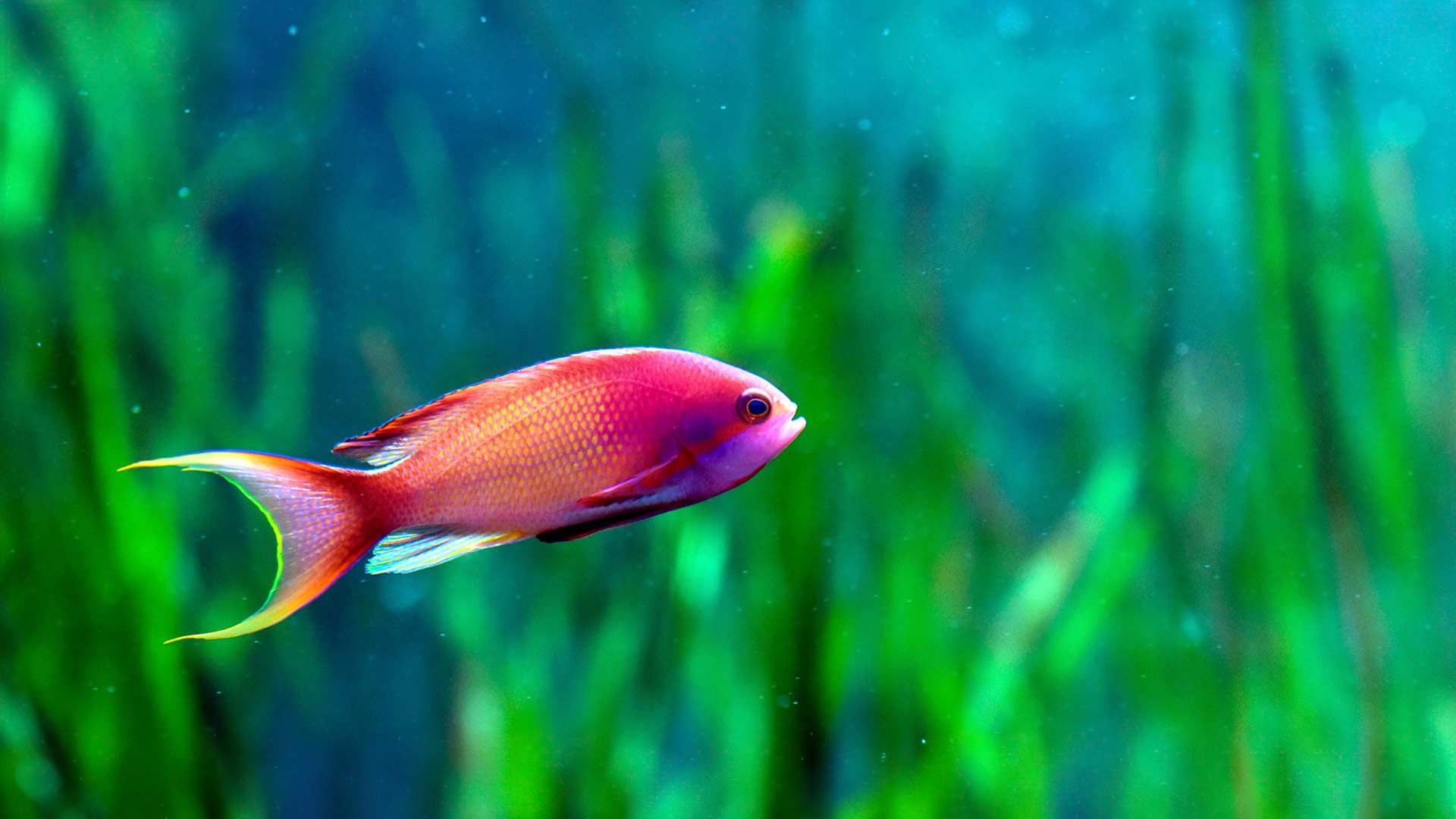 Falso Anthias