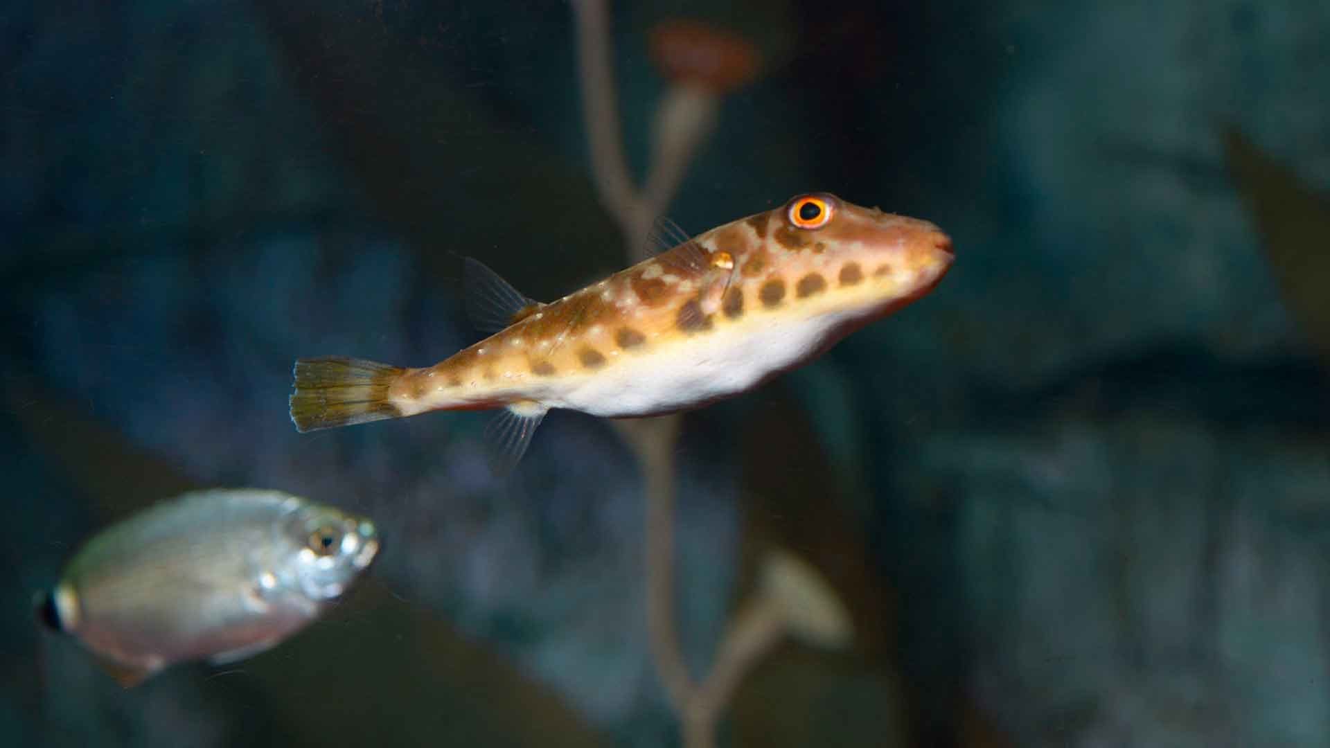 Tamboril de Guinea