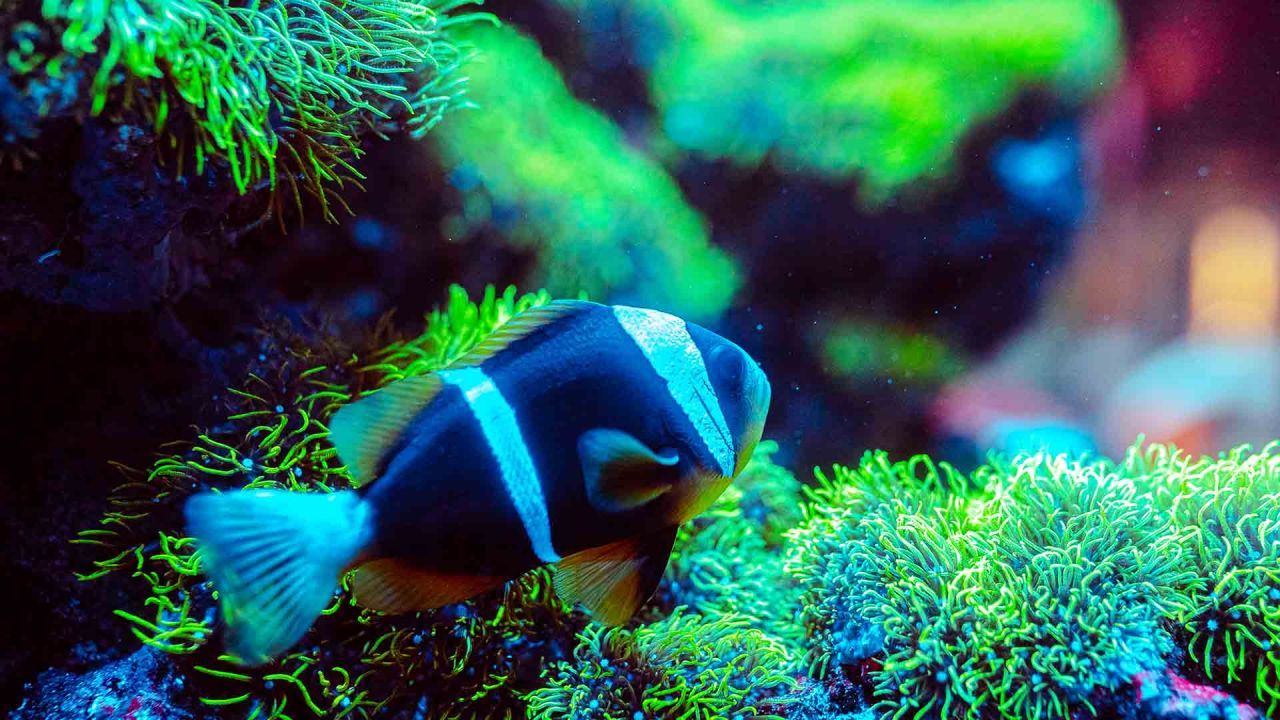 Clark's Clownfish
