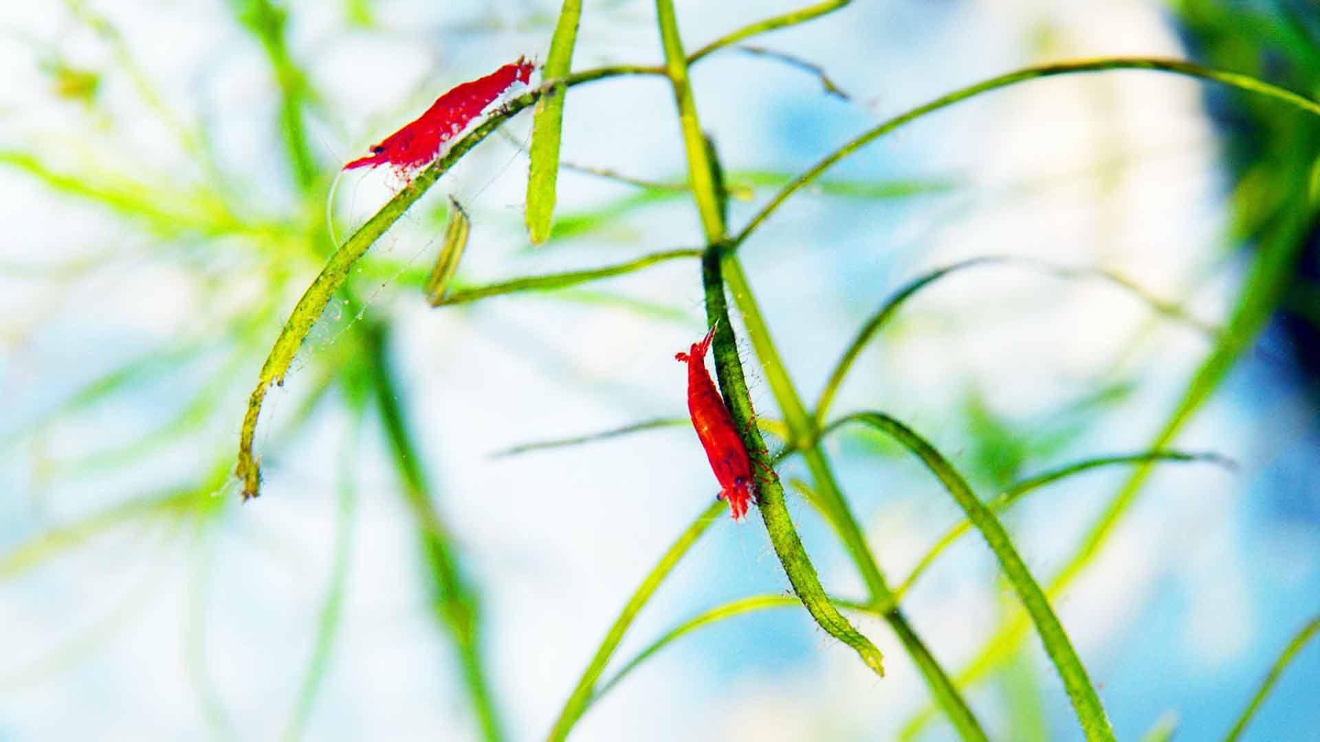 Gamba Cereza