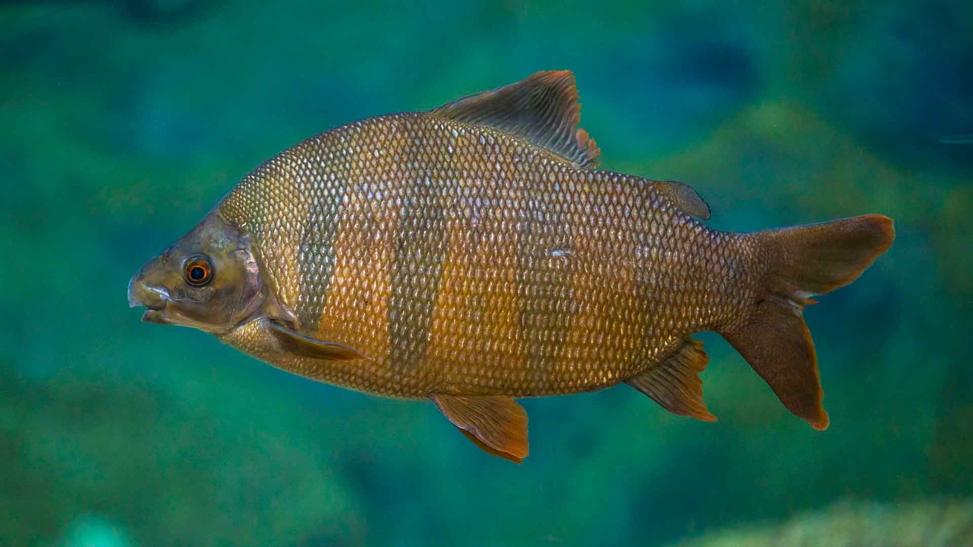 Tiburón Chino