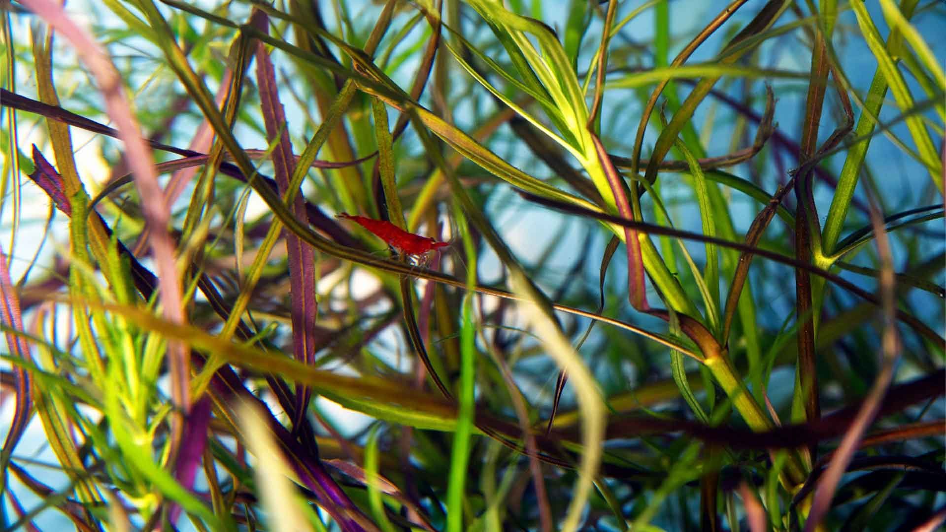 Gamba Cereza