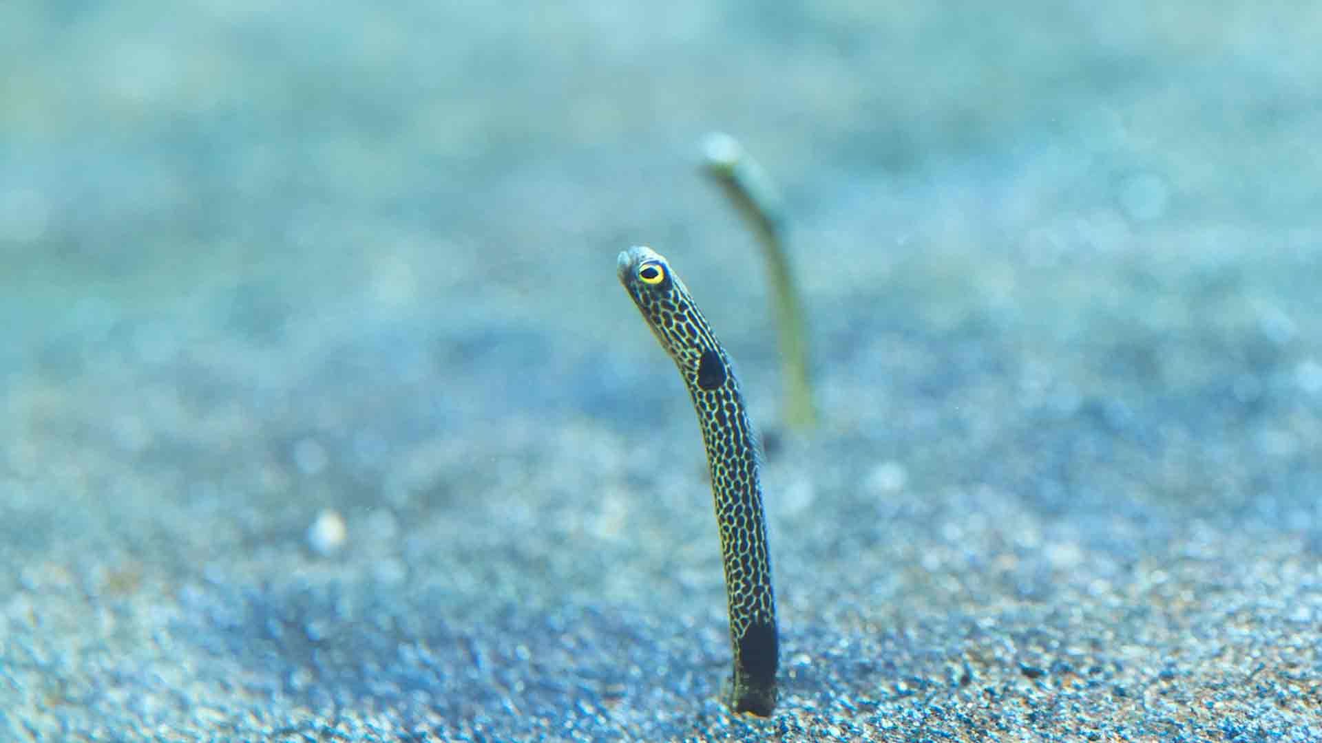 Anguila Jardinera