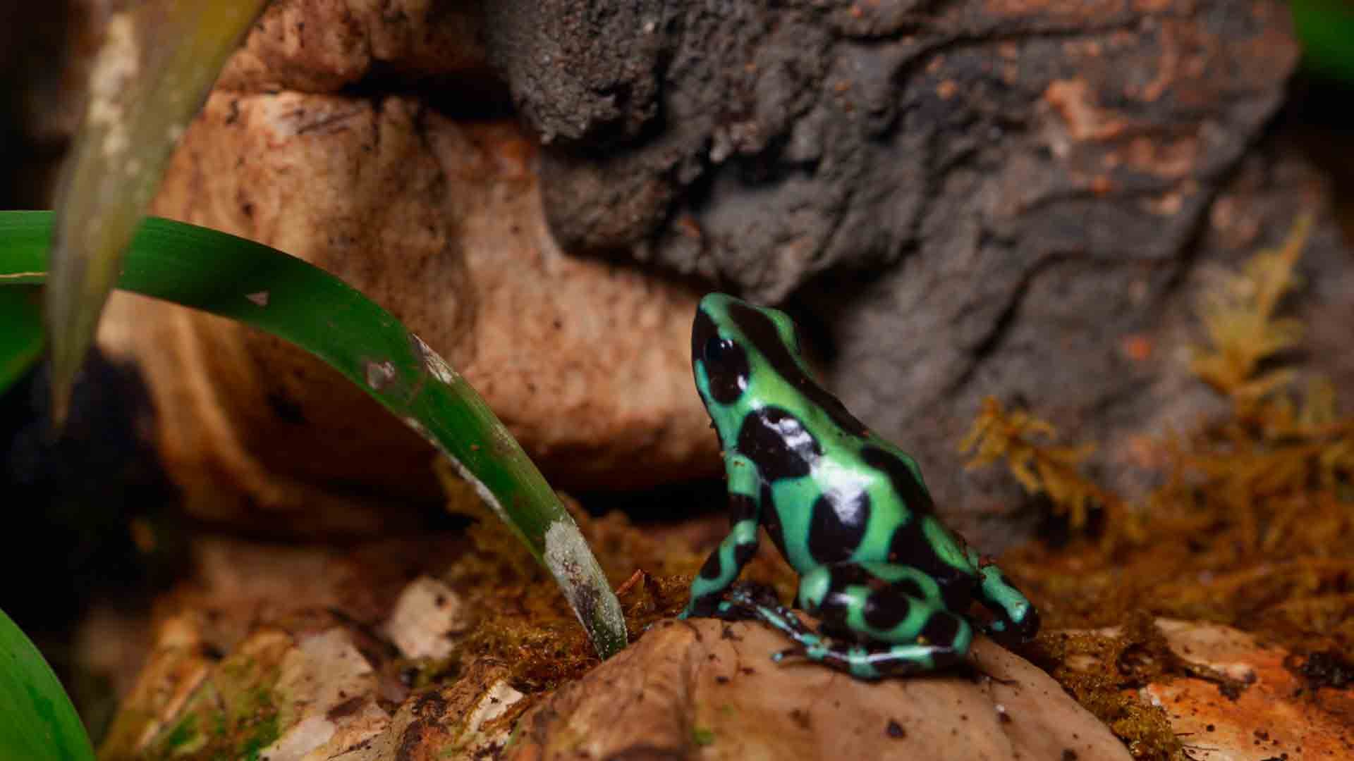 Rana Flecha Verde y Negra