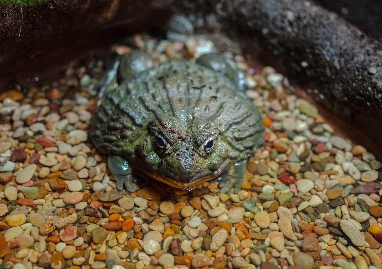 African Bullfrog (front view)