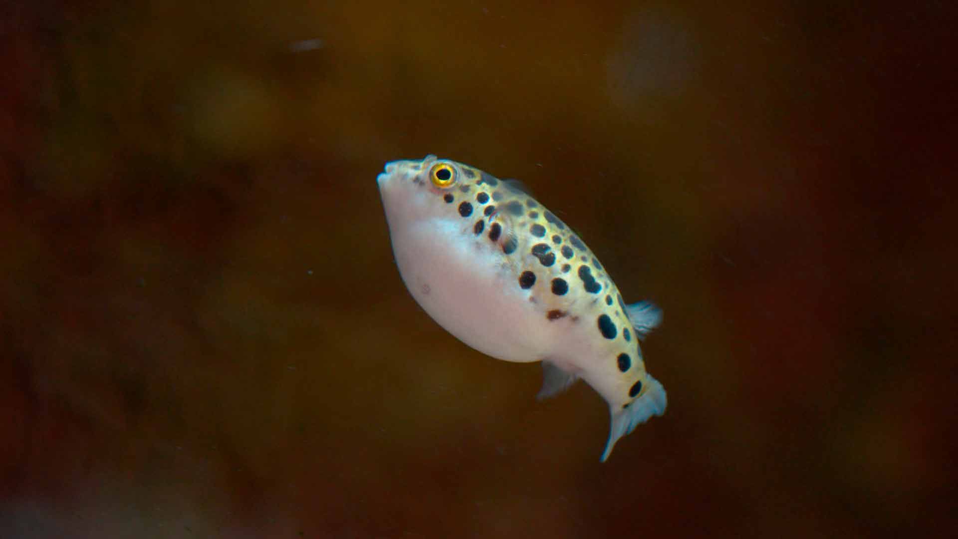 Puffer Verde
