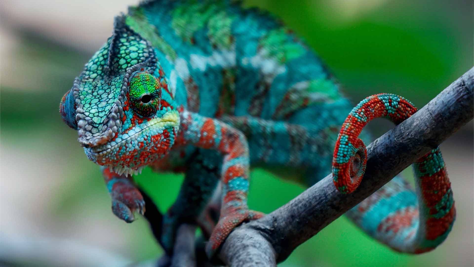 Camaleón Pantera