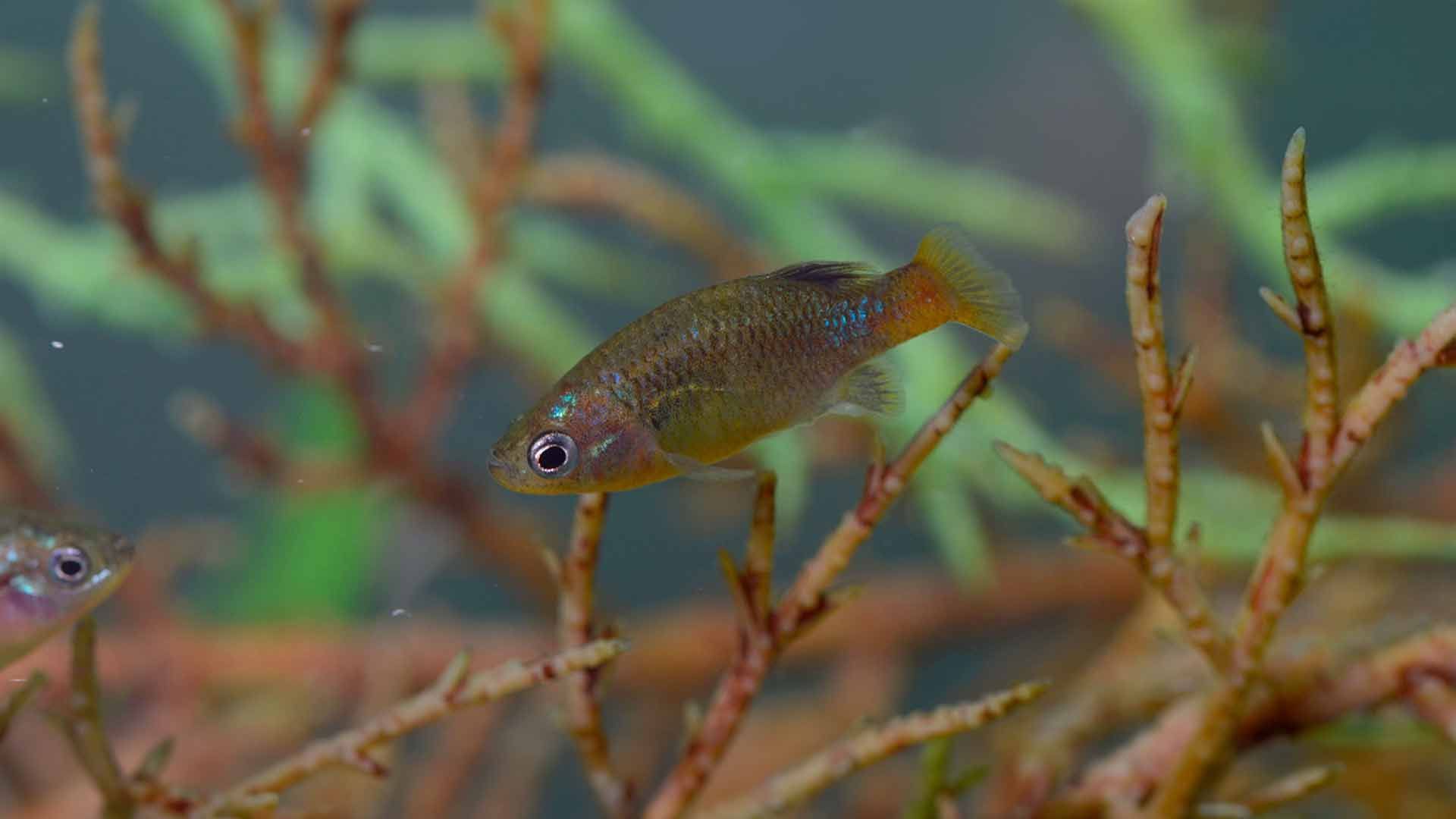 Carpín Mexicano de Cola Roja
