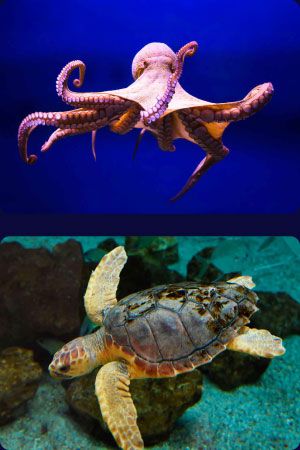 Octopus and Sea Turtle Poema del Mar Aquarium Gran Canaria