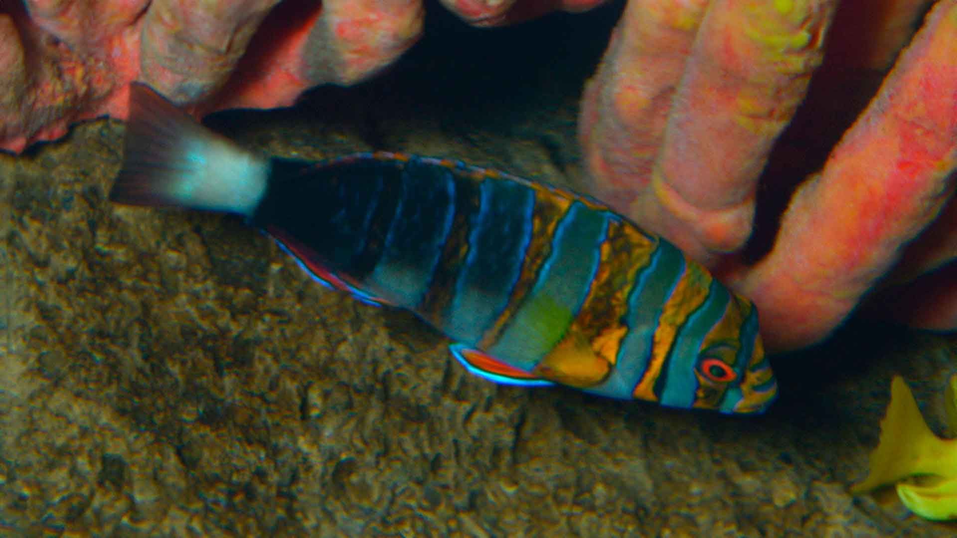 Lábrido Arlequin