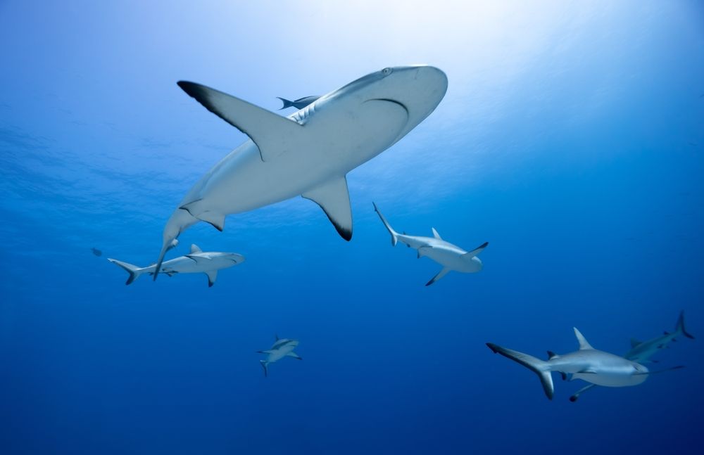 Tiburones islas canarias