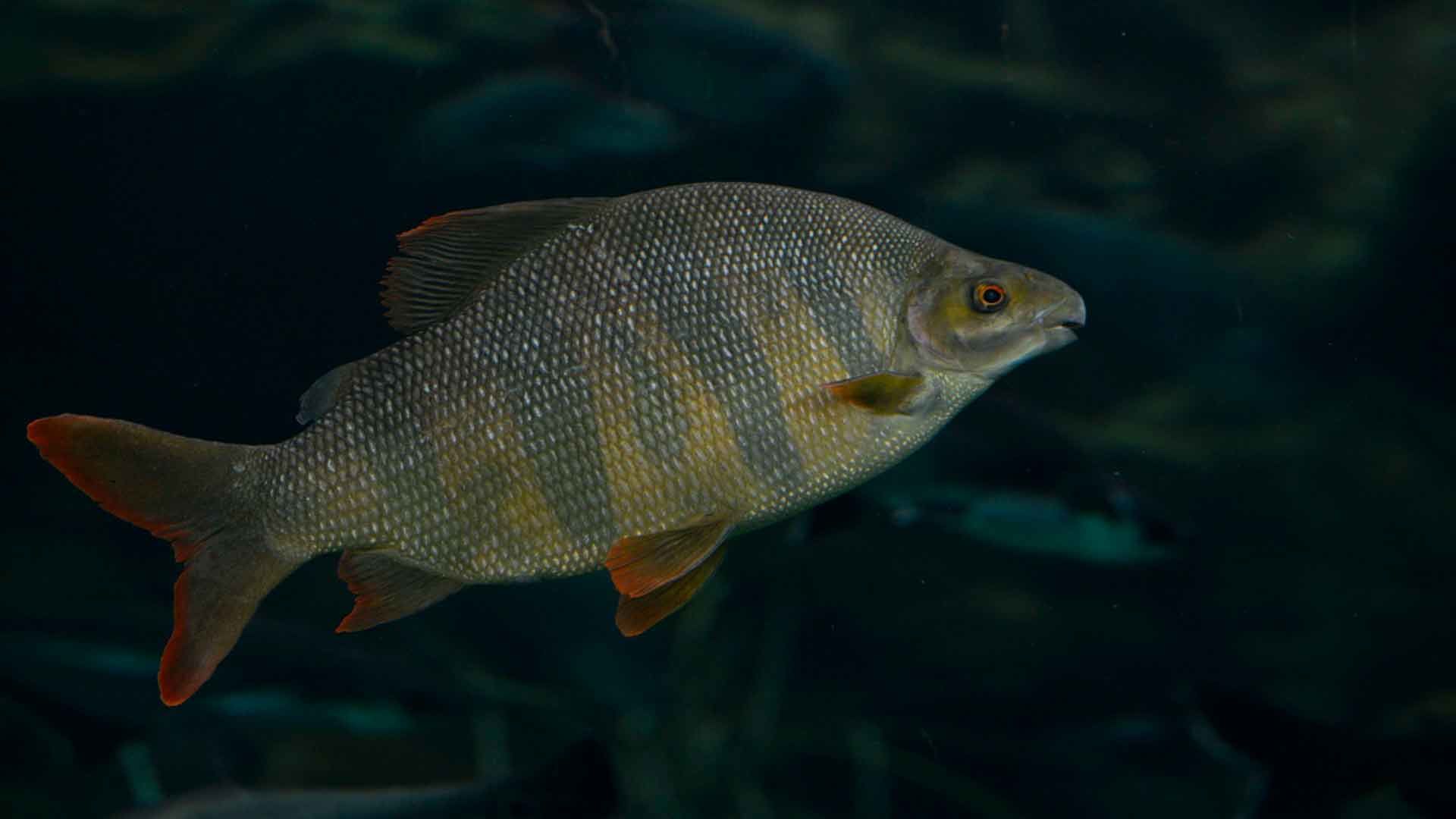 Tiburón Chino
